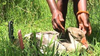 AFRICAN GIRL SLAUGHTERING GOOSE FOR DINNER FOR FIRST TIME 'YOU CANT MISS ...