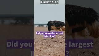 #Shorts Did You Know #21 #TerrificTen #trivia #triviagames #ostrich #ostrichbird #birds