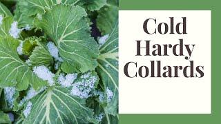 Growing Collards: Zone 6, Beginner Friendly