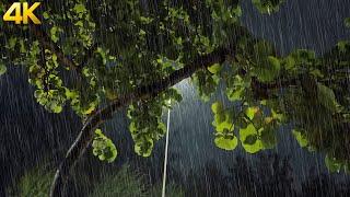 Heavy Rain and Thunder for Deep Sleep | Want a Perfect Sleep? This Gentle Rain Sound Will Help