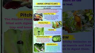 Animal Eating plants|Carnivorous/ insectivorous plants|#shorts #carnivorousplants #insectivorous