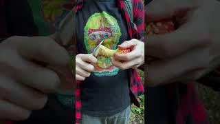 Fly Agaric Mario Mushroom (Amanita muscaria) ASMR: Tapping, Slicing, Crunchy