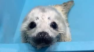 水族館で生まれた最初のゴマフアザラシ「シブキ」の物語
