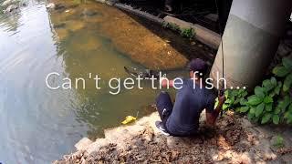 Catfish in Clear River   Hong Kong Lure Fishing