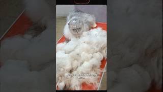 Не дать себя сожрать!  Груминг собак и кошек - Как уберечь руки от укусов и царапин - Опыт грумера