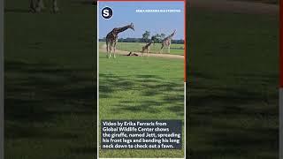 Curious Giraffe Inspects Baby Deer at Wildlife Park
