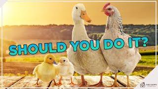 Can Ducks & Chickens Coexist? How To Master the Art of Raising Them Harmoniously!