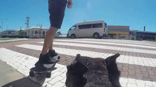 GoPro Doggy Style: A Fun Day Out from a Canine Perspective