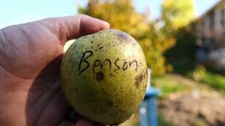 Pawpaws - Benson (KSU) - Meet the Cultivar Series - 07 - (Asimina triloba)