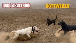 Dogo Argentino VS 2 Rottweiler