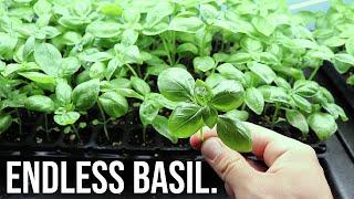 How to Grow Unlimited Basil from Seed Indoors!