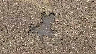 'Chicago Rat Hole': Rat-shaped imprint on sidewalk becomes viral sensation