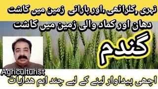 some  best suggestions to improve wheat production | گندم کی اچھی پیداوار لینے کے لیے چند اہم نکات