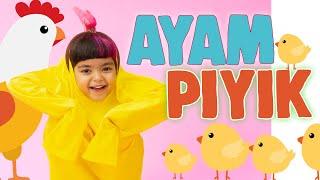 AYAM PIYIK - MAZAYA (Official Music Video)