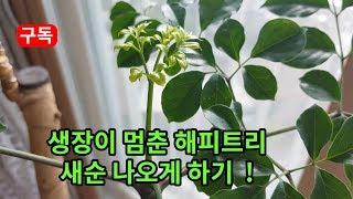 생장이 멈춘 해피트리 식물 새순나오고 잎이 펴지게 하는 방법 How to make Happy Tree plant sprouts and leaves