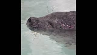 可愛的海豹寶寶   かわいいアザラシの赤ちゃん