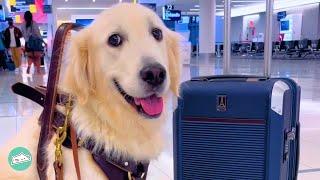 This Service Retriever Looks After Woman When Traveling the World | Cuddle Dog