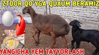 Qo'y boqish sirlari OCHILDI QO'YGA QUXUM BERAMIZ | 