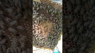 СИЛЬНАЯ СЕМЬЯ, БЫТЬ МОЖЕТ, ХУЖЕ СРЕДНЕЙ!!!