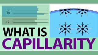 What is Capillarity | Define Capillary Action | Examples From Our Daily Life | Physics Concepts