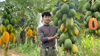 3 Years in forest,Gardening,Growing Clean Papaya, Vegetables,Tomatoes To Market Sell, Live in nature