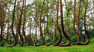 Crooked Forest, Poland 