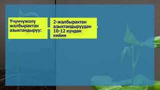ГРОХУС БИО ЖЕР СЕМИРТКИЧИ ФАСОЛГО КАНДАЙ ӨЛЧӨМДӨ БЕРИЛЕТ?!