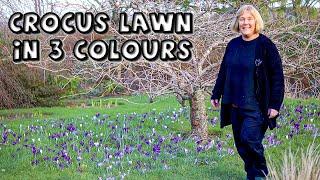 Crocus Lawn of 3 Colours & 2K Bulbs