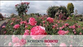 Kordes Rosengarten in voller Blütenpracht