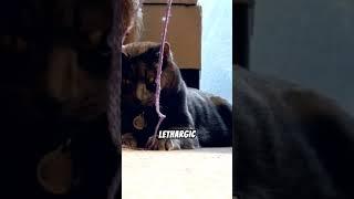 How cats react when they are sick #cat #sick