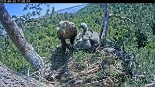 26.05.2025 Камычи. Урок бдительности. Кама показывает малышу, как надо присматривать за домом.