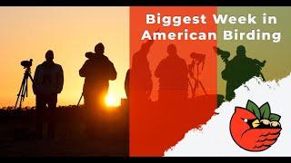 Biggest Week in American Birding