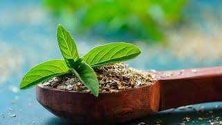 Why Holy Basil (Tulsi) Is Called the Queen of Herbs 🩺