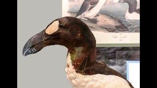 Great Auk