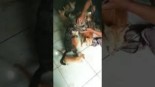 Persiapan makan yang merepotkan - keluarga bayi kucing