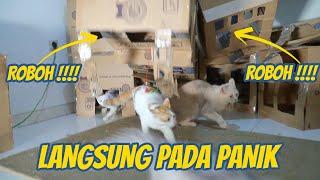 KUCING KUCING PANIK GARA GARA RUMAHNYA ROBOH