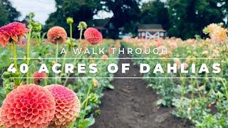 A Walk Through 40 Acres of Dahlias At  Swan Island Dahlias 