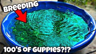 Breeding 100's of Guppies in Pool Pond?!?