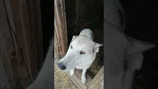 Мокрушка#short