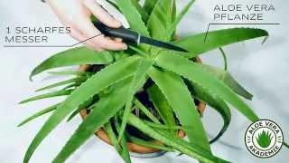 Aloe Vera ernten und Gel gewinnen