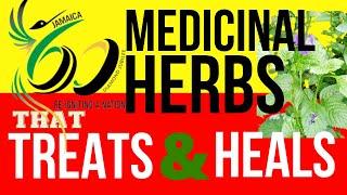 60 POWERFUL Medicinal Herbs Of Jamaica! How many can you recognize? #herbal