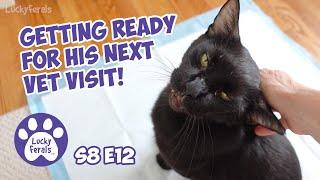 Getting My Cat Boo Ready For His Next Vet Visit - Lucky Ferals S8 E12 - Cat Vlog