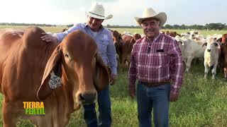 Tierra Fértil Tv- Ganado de la raza Brahman desde Houston Texas ( 10.06.23)