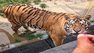 Big Cats Meals You Won't Believe (Safe & Fun!) 