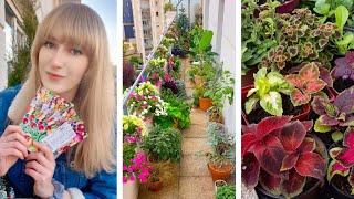 Seeds Starting for Balcony Garden | 17m2garden