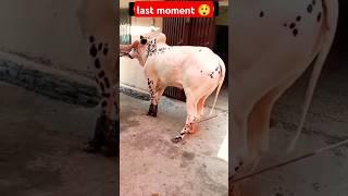 Eid ul adha 2024 some interesting moment | #shorts #eiduladha2024 #viral #akfunn