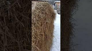 Закупили солому. Теперь перезимуем