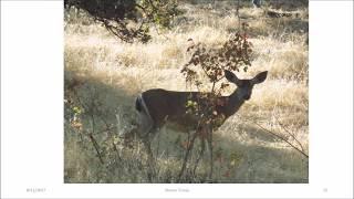 Mt Diablo Hike to Falls Trail Part One
