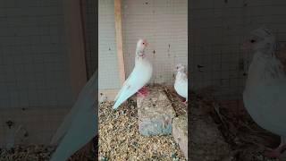 #budapest #pigeon #viralvideo #viralshorts #foryou #trending #trendingshorts #animals #birds