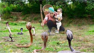 Single mother catches ferocious cobra to help people. Poor life | Pham Thanh - Single Mom